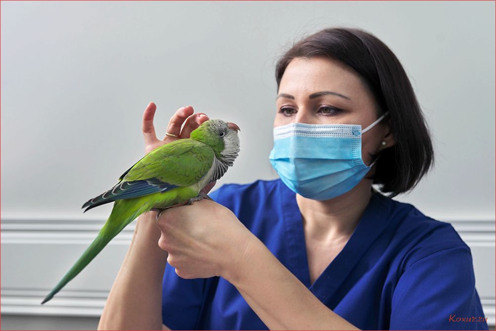 (преимущества, вызова, ветеринара, питомца) Преимущества вызова ветеринара на дом для вашего питомца