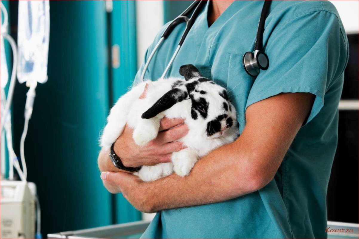 Услуги ветеринарной клиники в вашем городе и лучшие специалисты